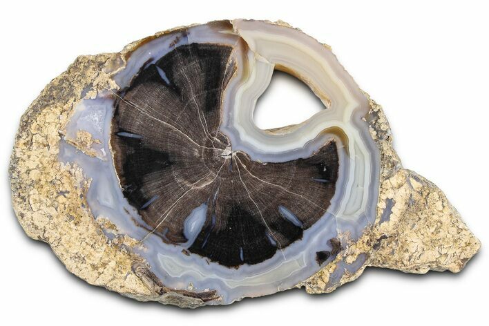 Petrified Wood (Schinoxylon) Round - Blue Forest, Wyoming #362435